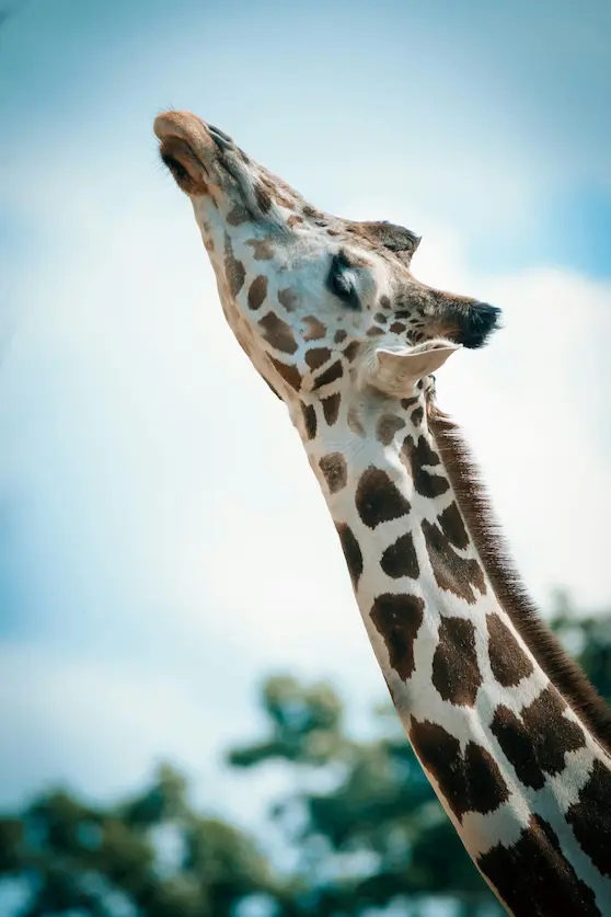 Giraffe stretching its long neck toward the sky symbolising neck stiffness and neck mobility explained by Angel Chiropractic Brisbane